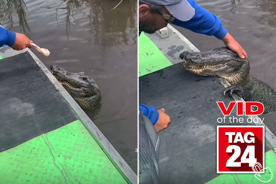 Today's Viral Video of the Day is definitely one like no other, and features a fearless man feeding and petting a wild alligator on TikTok!