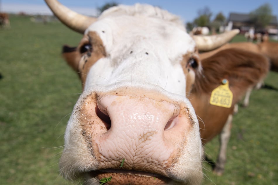 Selfie mit Kuh geht komplett schief: Horn im Bein!