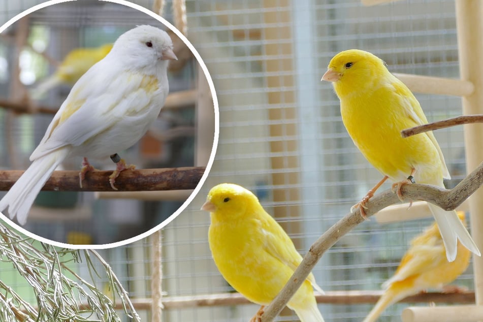 Le canari "Fresh" (à g.) se démarque parmi ses congénères à plumage jaune.