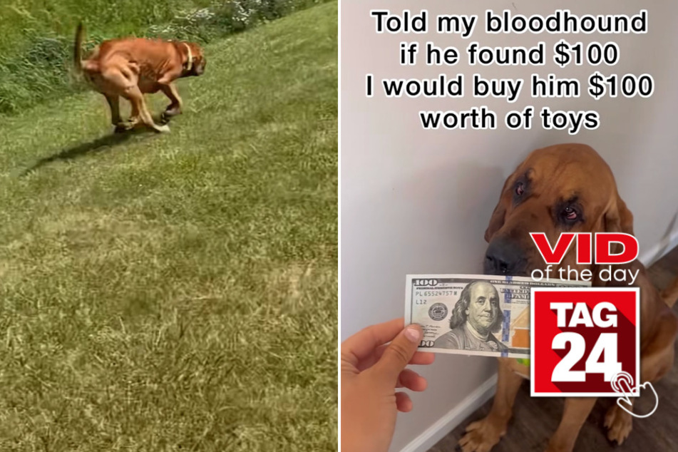 viral videos: Viral Video of the Day for June 25, 2023: Moose the bloodhound's lucky day!