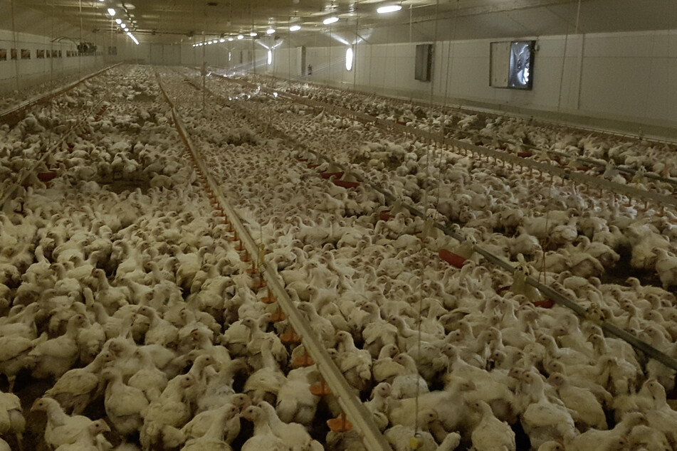 Laut Tierschutzorganisation Aninova werden in dem Thüringer Betrieb pro Jahr rund zehn Millionen Hühner gemästet.