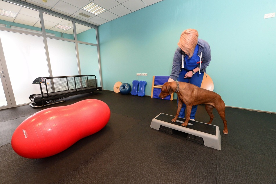 Physical therapy can help fix a pet's longstanding issues.