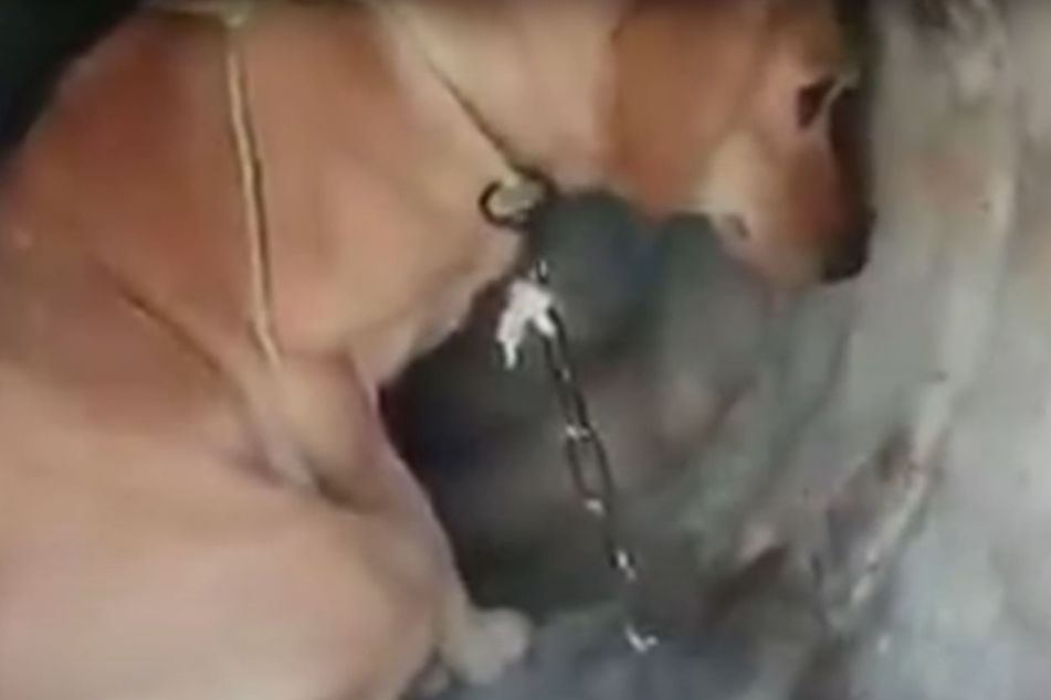 Man rescues a traumatized dog who desperately needed help