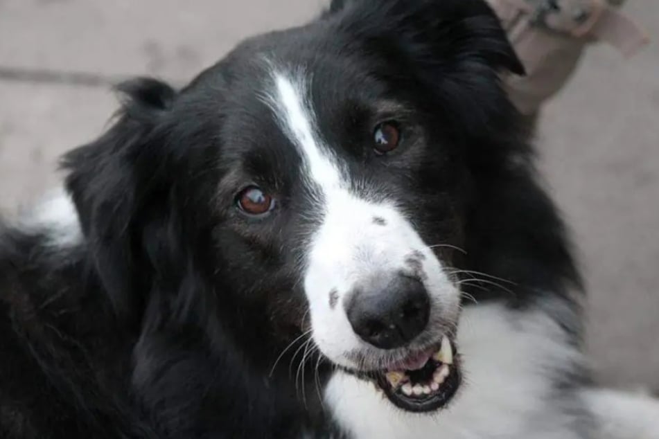 Border Collie Cook aus dem Hamburger Tierheim ist auf der Suche nach einem richtigen Zuhause.