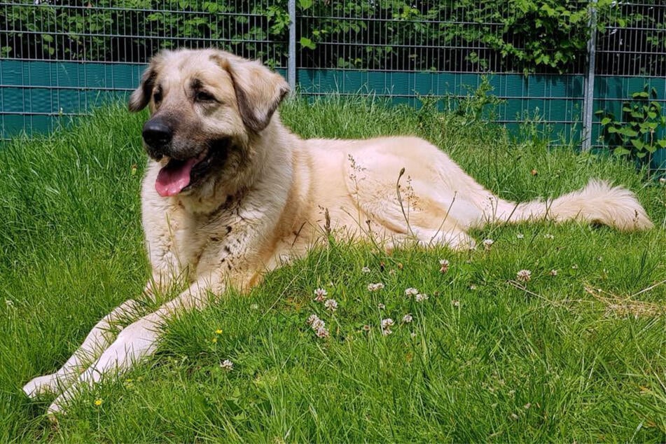 Die Hundedame wird von ihren Pflegern als aufgeschlossene und freundliche Vierbeinerin beschrieben.