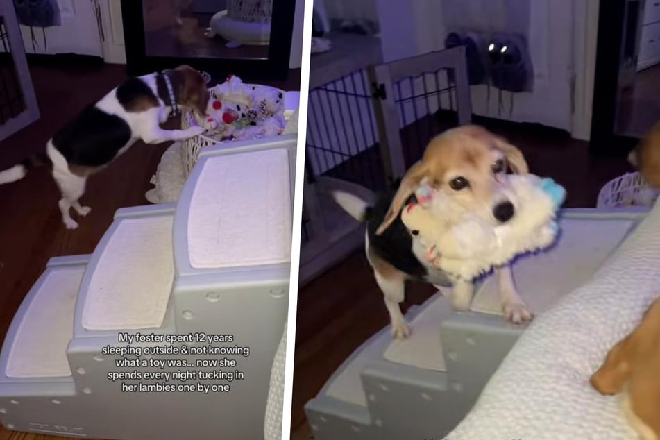 Sie schlief immer nur draußen und hatte kein Spielzeug: Hunde-Oma erblüht zu neuem Leben