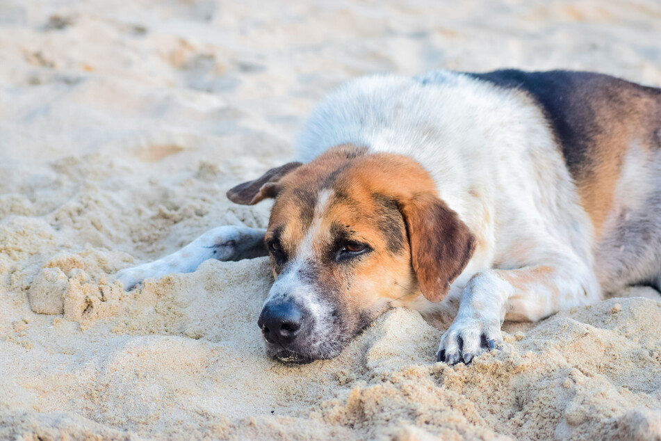 Hypothyroidism in dogs can often cause quite severe lethargy and a complete lack of energy.