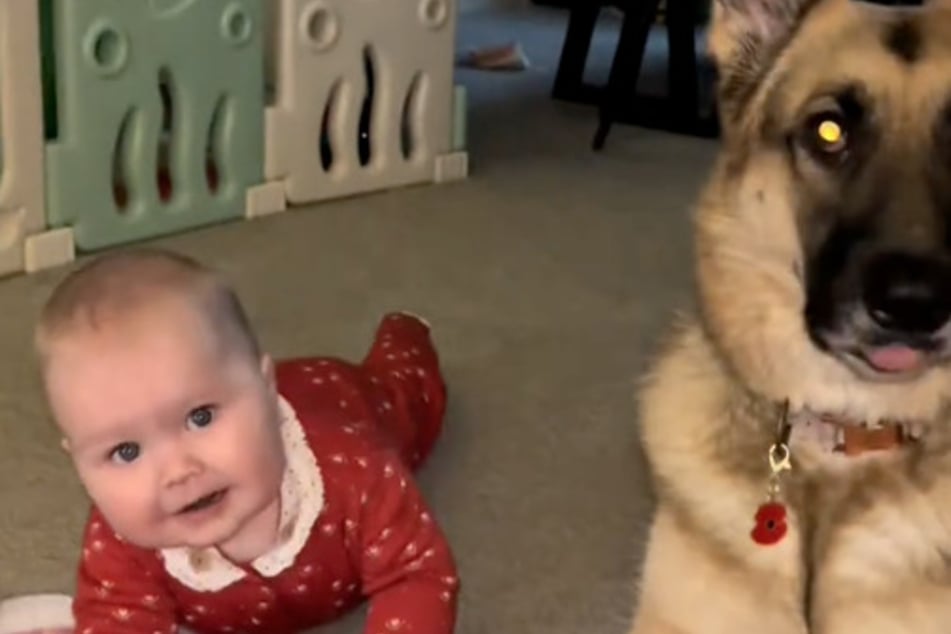 Das Baby und Schäferhund Koda sind ein Herz und eine Seele.