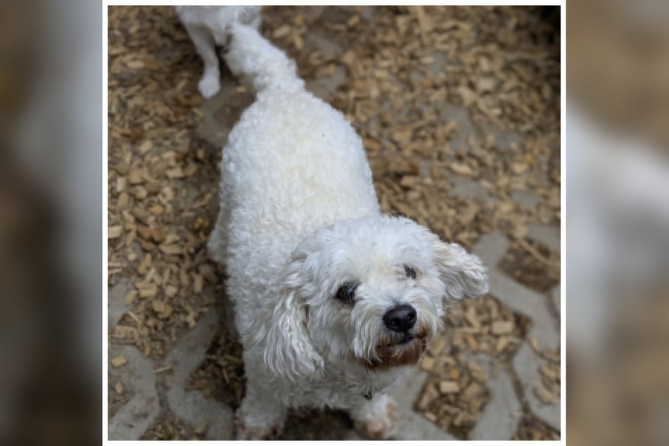 Der Bichon-Frisé-Mix bleibt leider nur sehr ungern alleine.