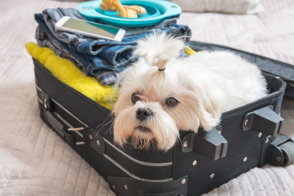 Reisen mit Hund: Mit diesen Tipps klappt's ganz ohne Stress