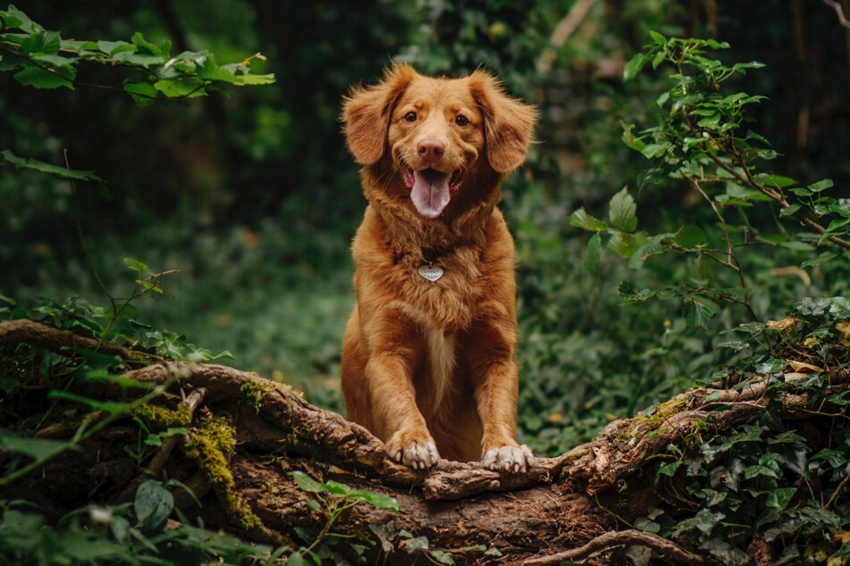 How often do you walk your dog?