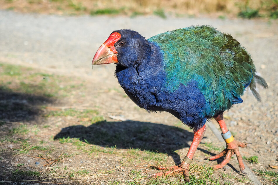Die Südinseltakahe (Porphyrio hochstetteri) gehört zu den seltensten Vogelarten Neuseelands.