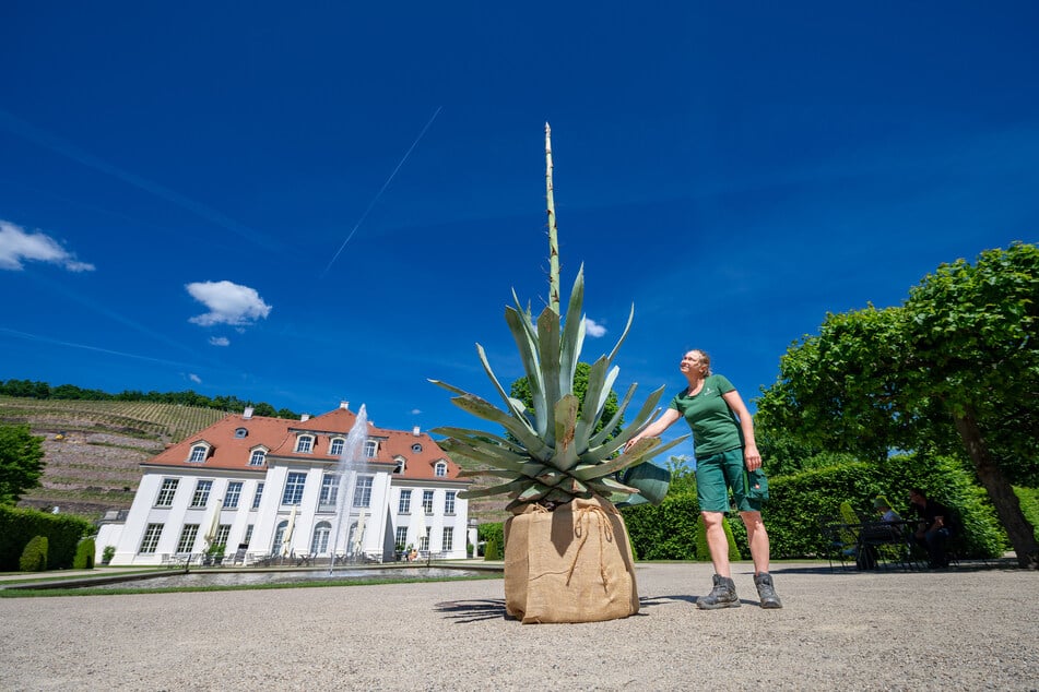 Seit Mai schoss der Blütenstängel der Agave in die Höhe.