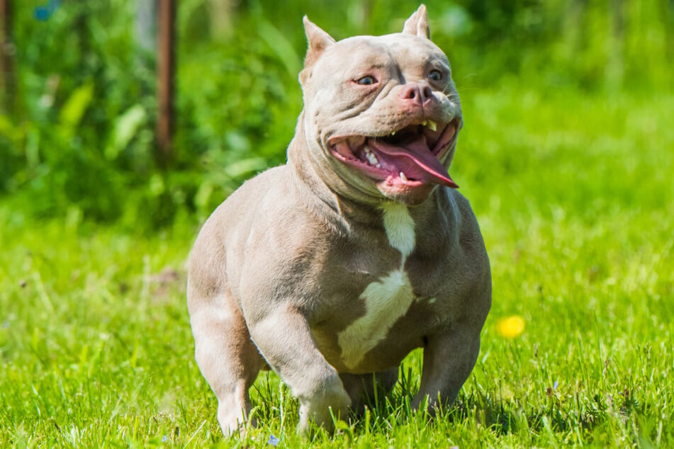 Als ein American Bulldog angriff, landete sein Herrchen im Krankenhaus. (Symbolbild)