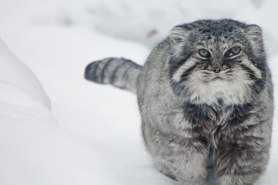Forscher machen erstaunlichen Fund auf Mount Everest: Was ist das für eine Katze?