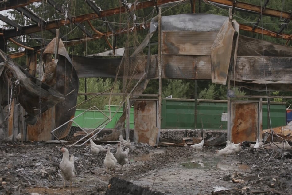 Einige überlebende Hühner wurden aus nach einem Brand aus der Ruine gerettet.