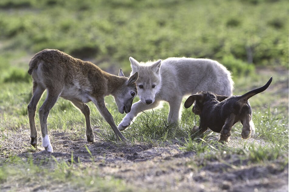 Polarwölfin Naaja, Dackeldame Amsel und Mufflonlamm Emi bildeten über Monate ein verspieltes Trio.