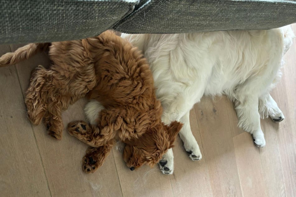 Eso no lo había pensado su dueña. El viejo Golden Retriever Vince y la Goldendoodle Juna han desarrollado una relación íntima después de superar los problemas iniciales.