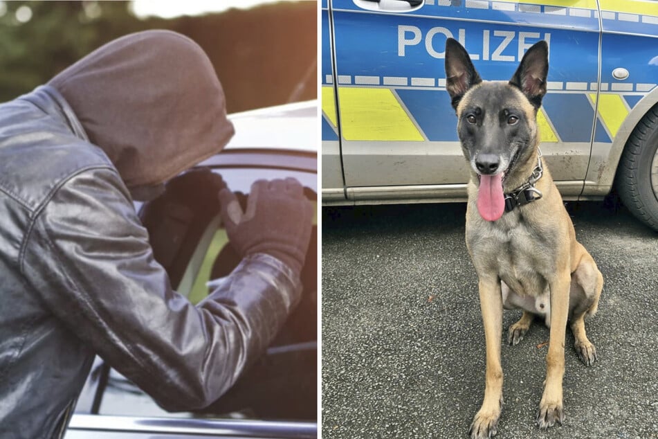 Autoknacker macht sich aus dem Staub: Doch Polizeihund Taicon lässt sich nicht abhängen!