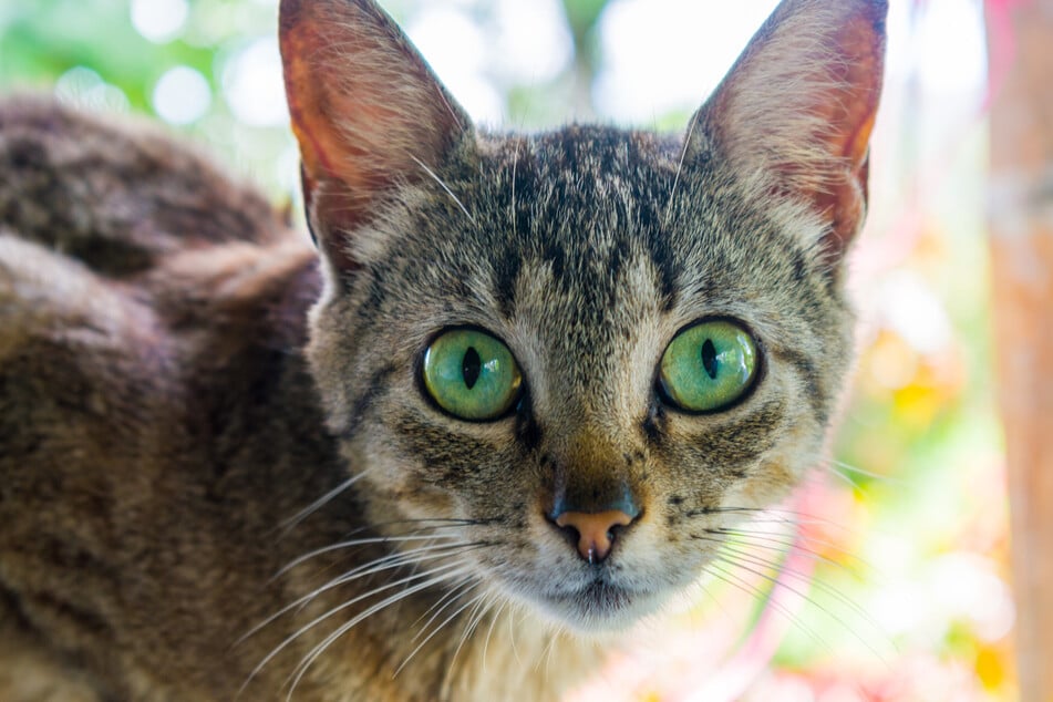 Mit ihren grünen Augen fragt die Katze, ob sie ihrem Gegenüber vertrauen kann.