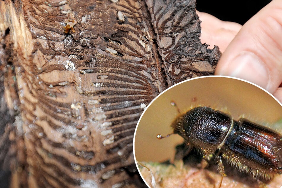 Der Borkenkäfer hat vielen sächsischen Wäldern in den letzten Jahren stark zugesetzt.