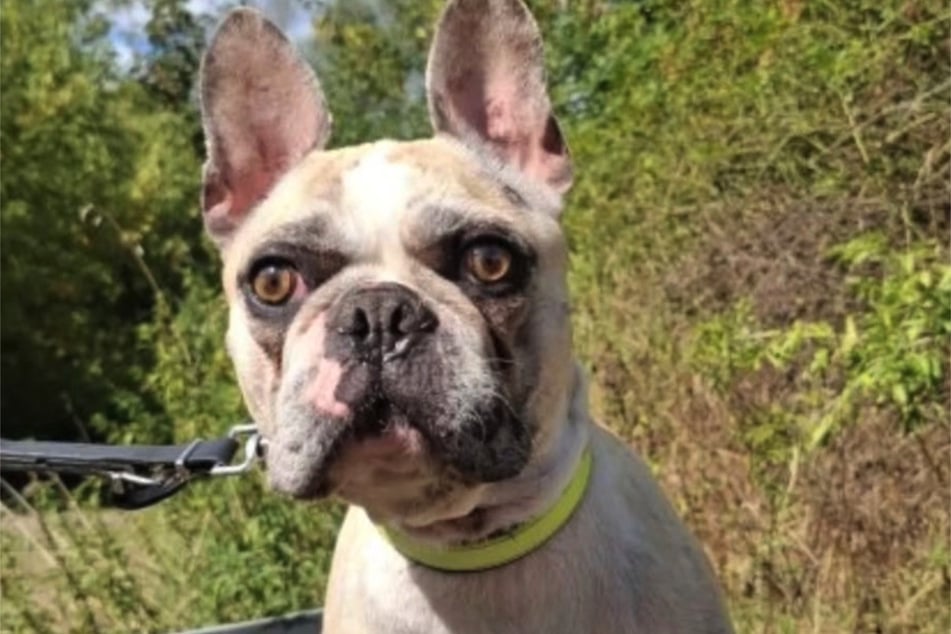 Tacco (4) ist ein aufgeweckter Hund, der aber einige Baustellen hat.