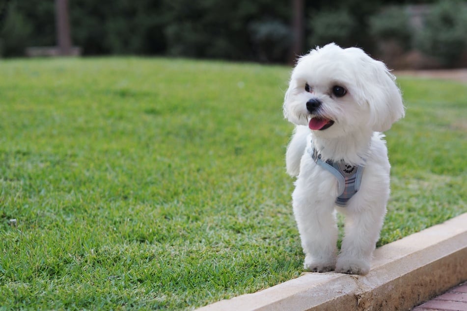 The Maltese might be really bad yappers, but they're decently friendly.