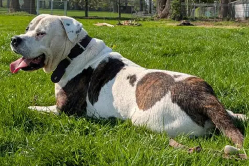 El macho de seis años pesa 40 kilos, pero a menudo se comporta como un cachorro.
