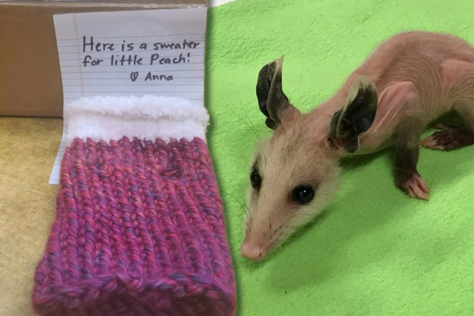 Das Opossum Peach hat kein Fell. Daher schickte ihm eine Frau ein liebevolles Geschenk: Sie machte ihm einen Sweater!