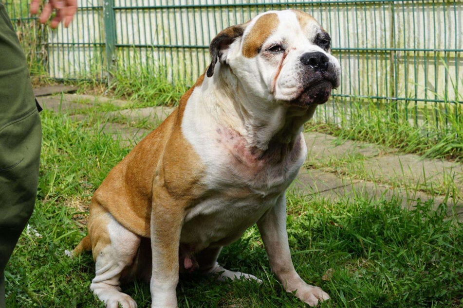American Bulldog Bodo aus dem Hamburger Tierheim ist auf der Suche nach einem richtigen Zuhause.