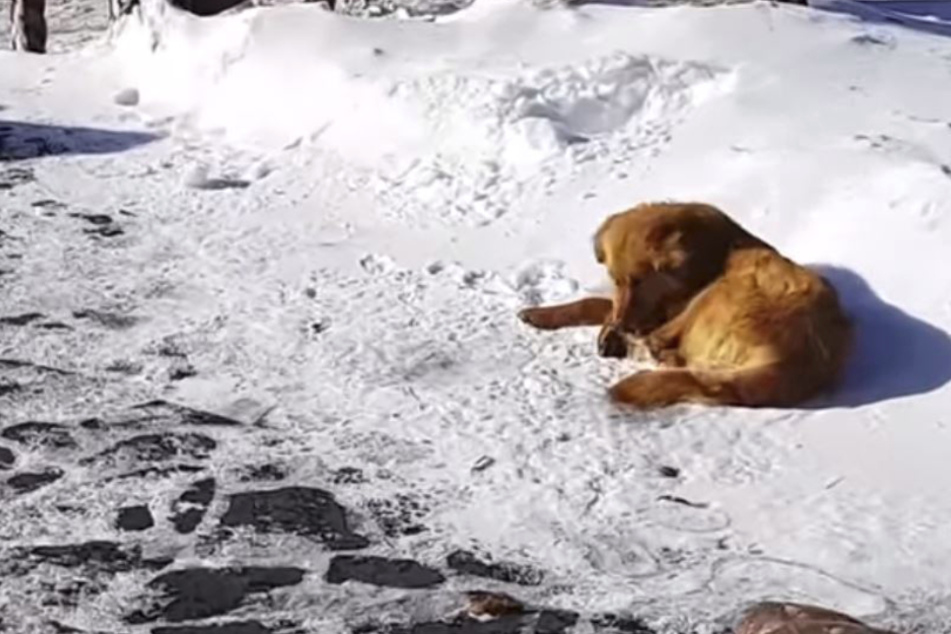 Verstoßener Hund liegt Tage im Schnee, bis jemand Herz zeigt