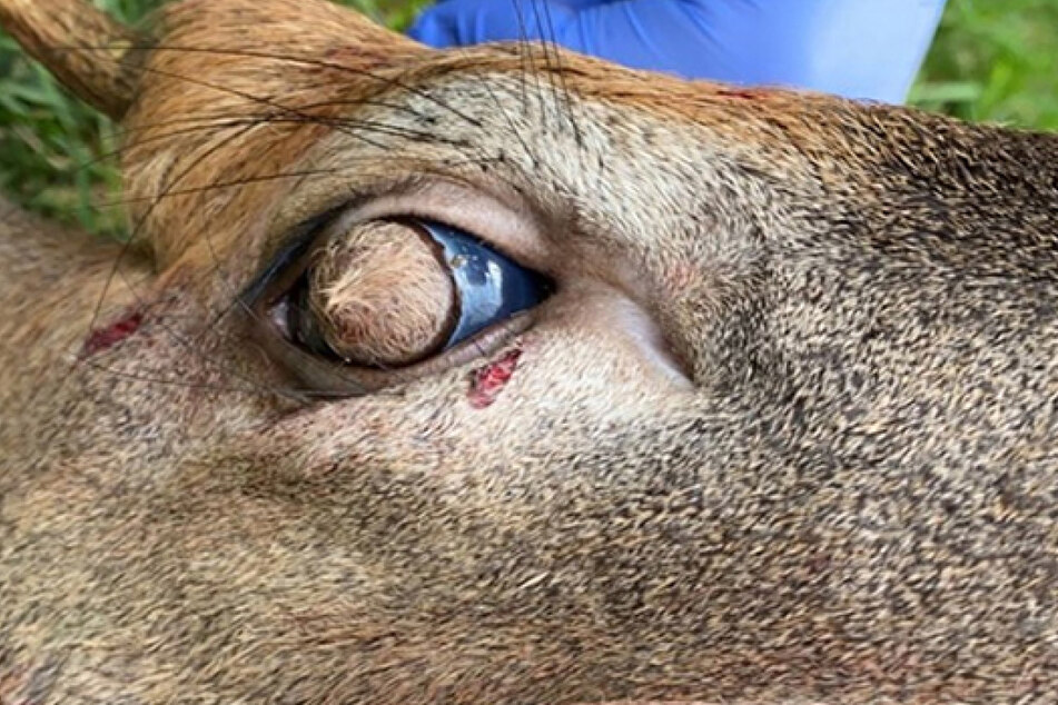 The eyeball of the white-tailed deer is covered with hair.