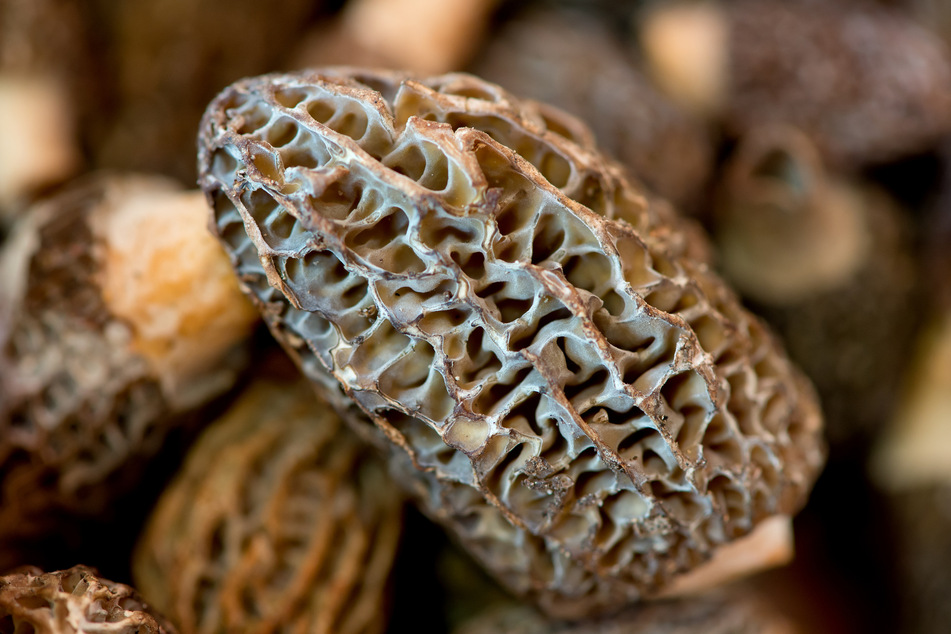 Frische Morcheln sind auch im Südwesten ein Highlight für jeden Pilzsammler.