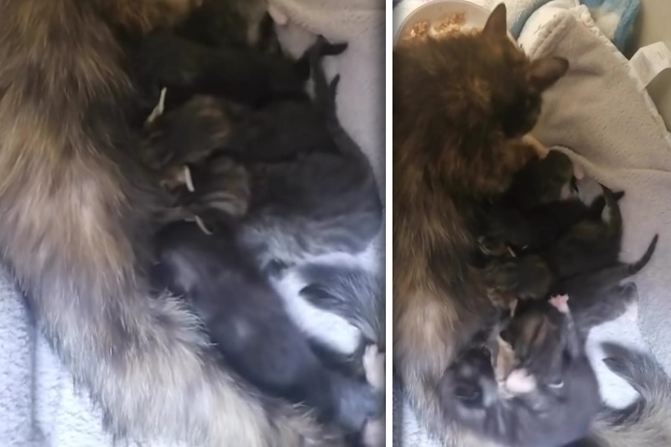 Katze und sechs Katzenbabys in Feld gefunden: Jetzt kämpfen die Kleinen um ihr Überleben