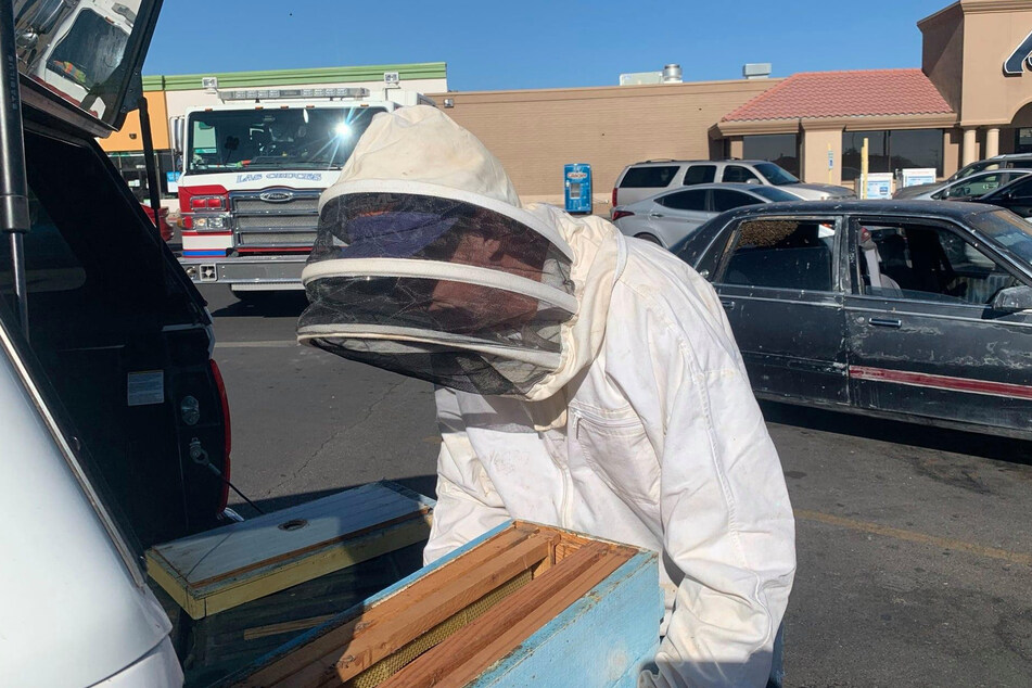The hero of the day: Johnson was successful in removing the bees from the car and bringing them to a safe place – far away from the grocery store.