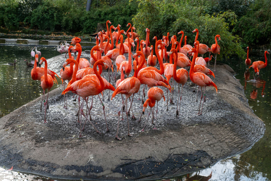 Die Flamingo-Kolonie im Dresdner Zoo bezog 2020 ihr neues Zuhause.