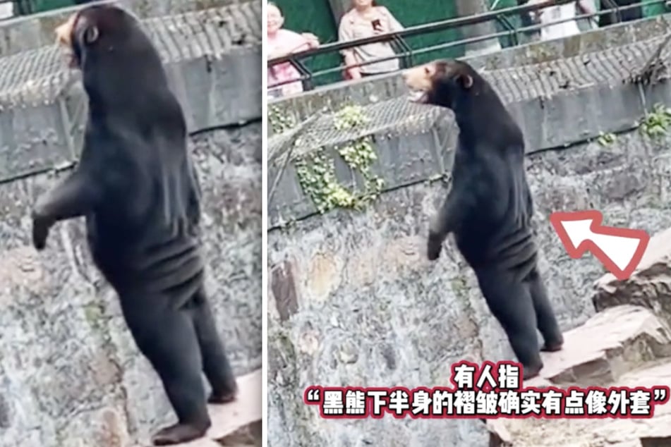 Handelt es sich bei diesem Sonnenbären eigentlich um einen Menschen in einem Tierkostüm? Laut dem chinesischen Zoo, in dem die Aufnahme entstand, ist das Unsinn.