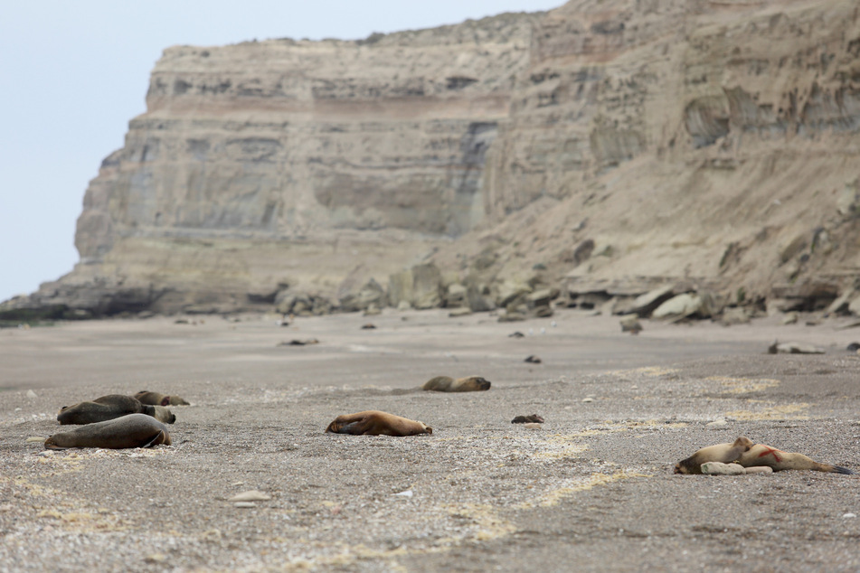 Mehrere tote Mähnenrobben liegen an dem Atlantikstrand.
