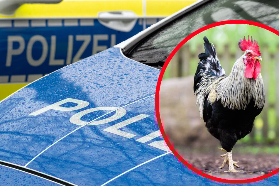 Ein Hahn hat in Oberbayern für einen Unfall gesorgt. (Symbolbild)