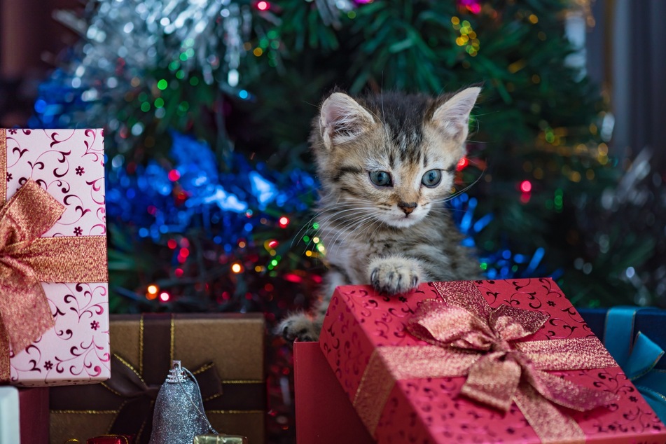 Viele schenken ihren Katzen gerne etwas zu Weihnachten.
