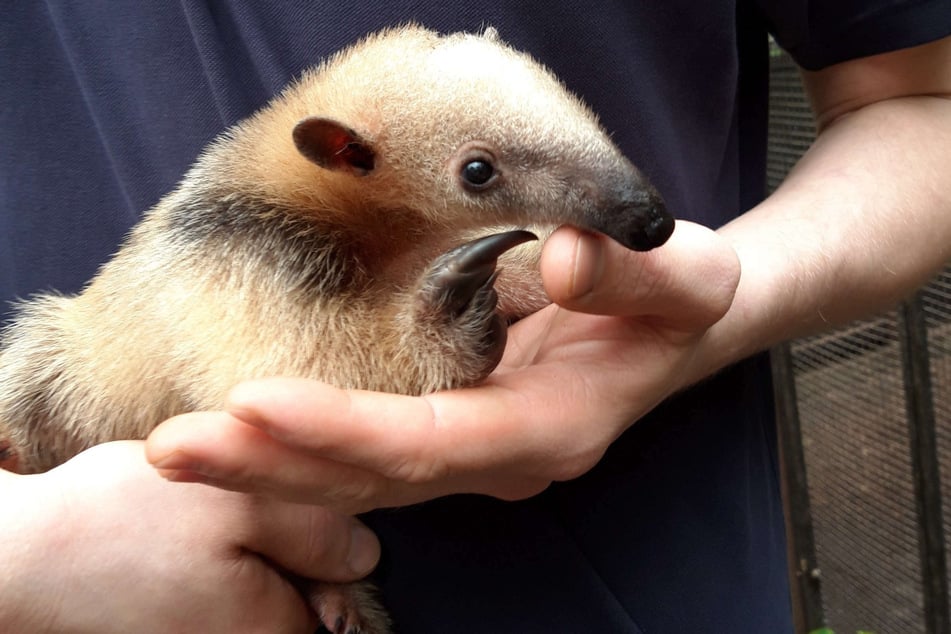 Der Duisburger Zoo freut sich über seltenen und ziemlich niedlichen Nachwuchs: Im Gehege der Ameisenbären ist ein neues Jungtier zur Welt gekommen.