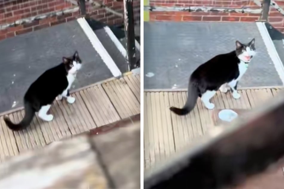 Katze Mini ist ihren Besitzern mal eben ins Pub gefolgt.