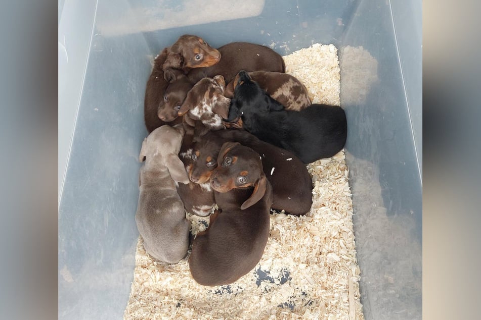 Verängstigte Blicke: Mehrere Hundewelpen sind im Februar bei einer Grenzkontrolle festgestellt worden.