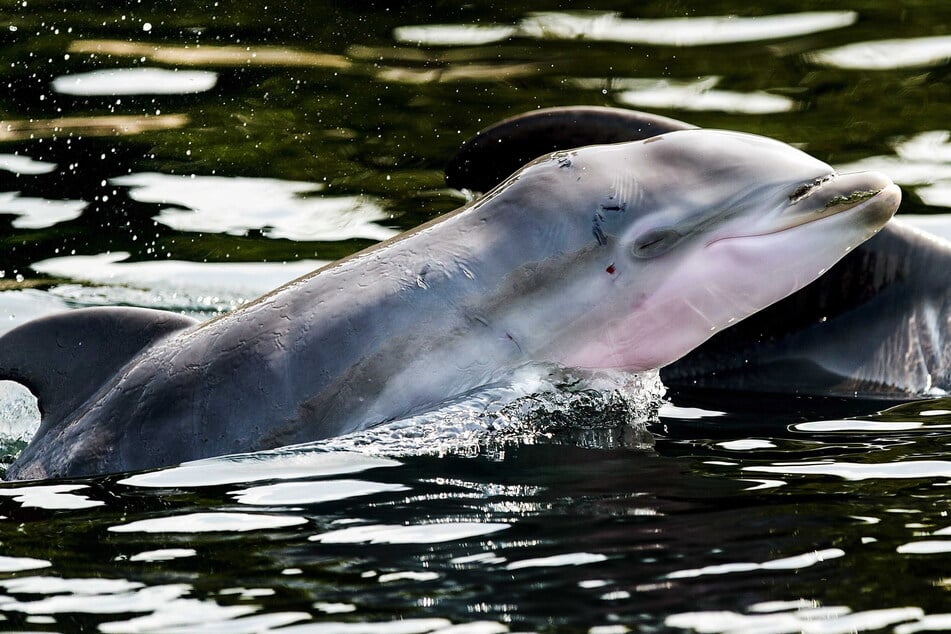 Für die Delfine im "Dolfinarium" in den Niederlanden hatte ein besonderer Besucher immer etwas in seiner Hose dabei. (Archivbild)