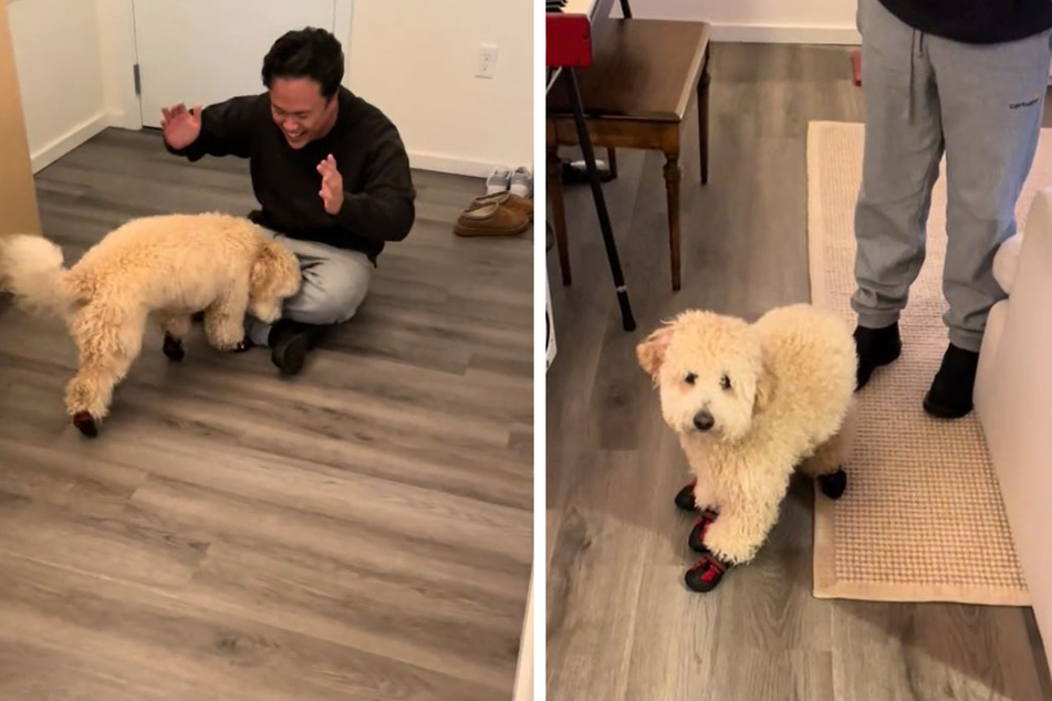 Goose found in tough to walk in his new dog shoes.