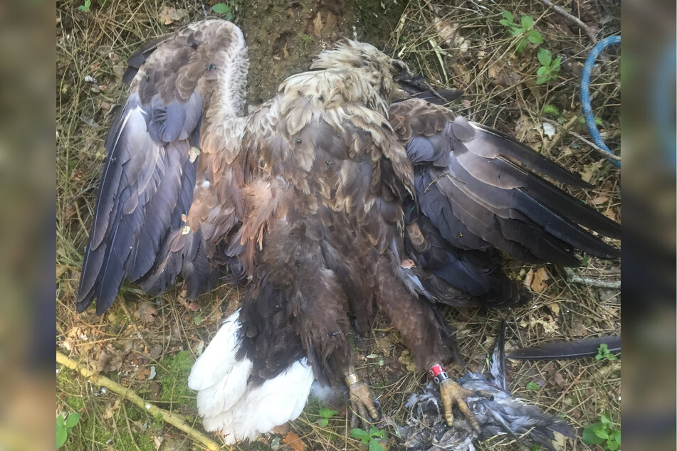 Alle drei Adler wurden mutmaßlich Opfer einer illegalen Vergiftung.