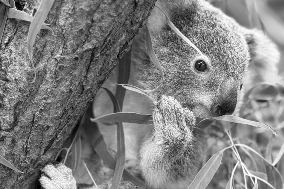 Stuttgart: Kleiner Koala plötzlich verstorben: Stuttgarter Wilhelma trauert um "Jimbelung"