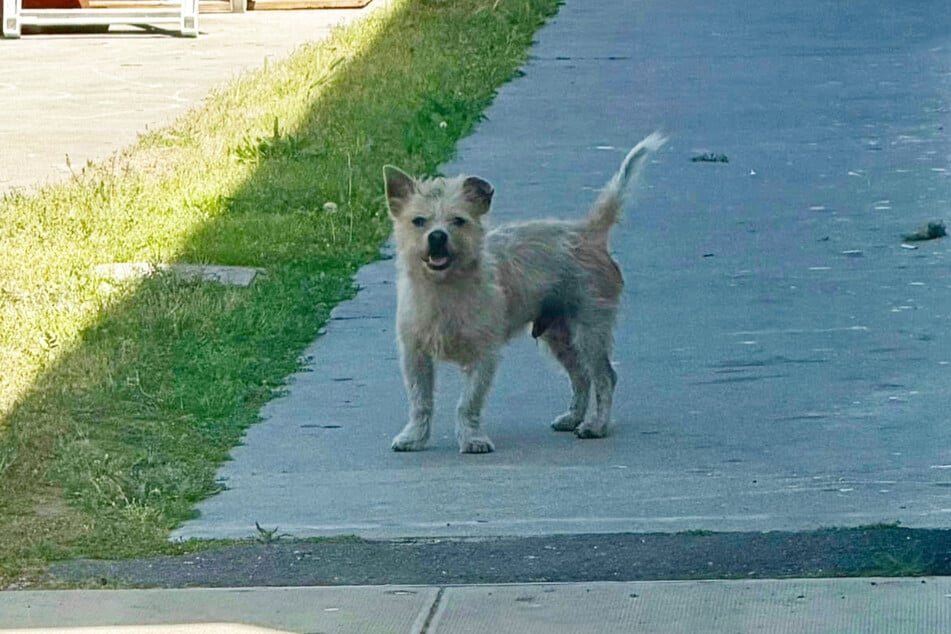 Rüde Shaggy wollte wohl nicht wahrhaben, was ihm widerfahren war.