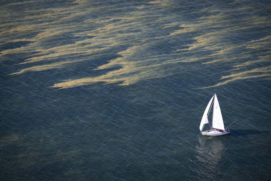 Schlieren von sogenannten Blaualgen (Cyanobakterien) haben sich unter anderem nördlich von Zingst in der Ostsee gebildet. (Luftaufnahme)