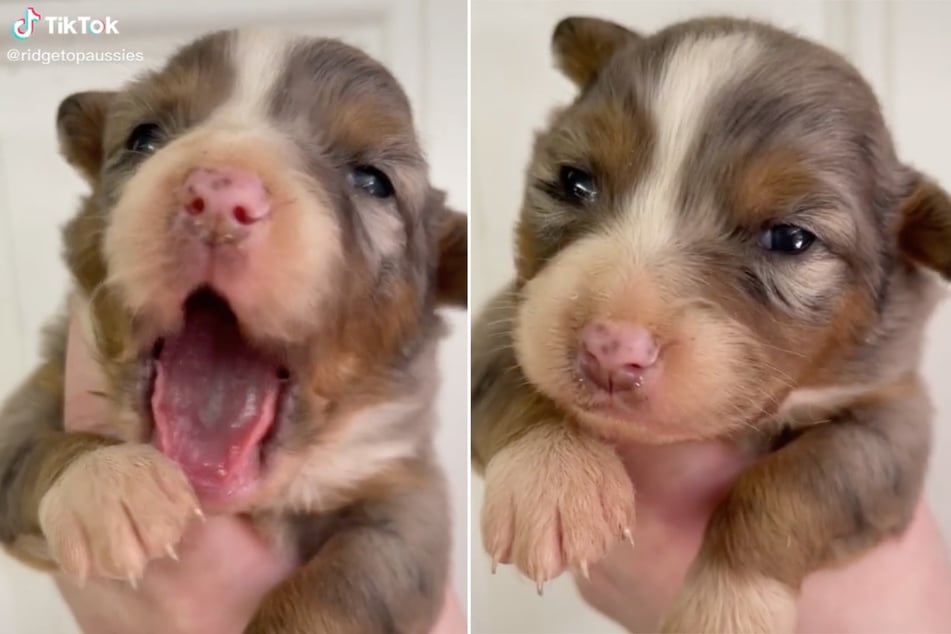 Puppy sweeps the internet with his teeny-tiny yawn